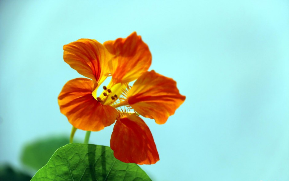 唯美旱金莲近距摄影个性高清大图