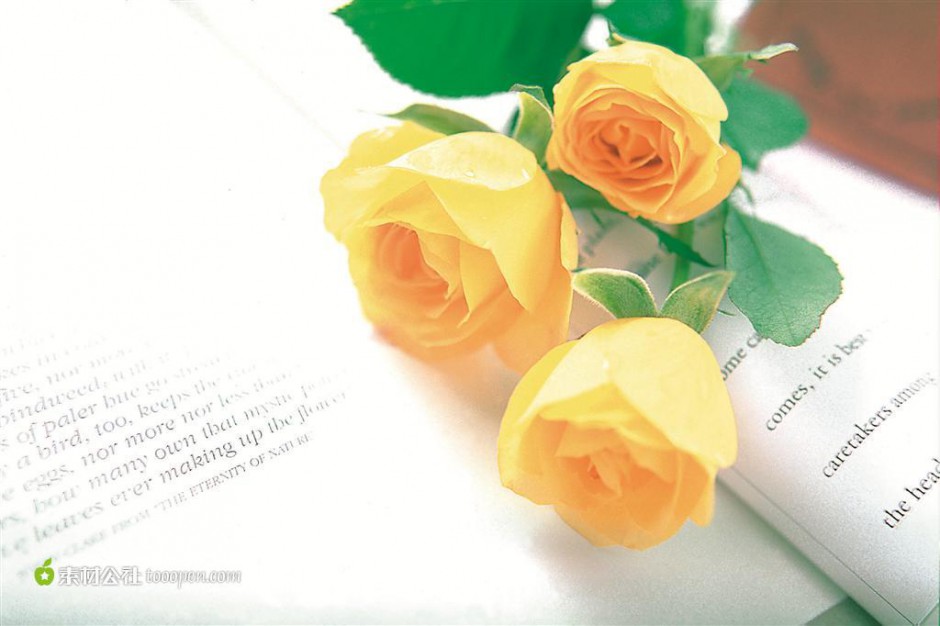 英文书上盛开的黄玫瑰
