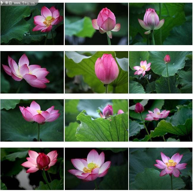 杭州西湖荷花 2016植物图片大全