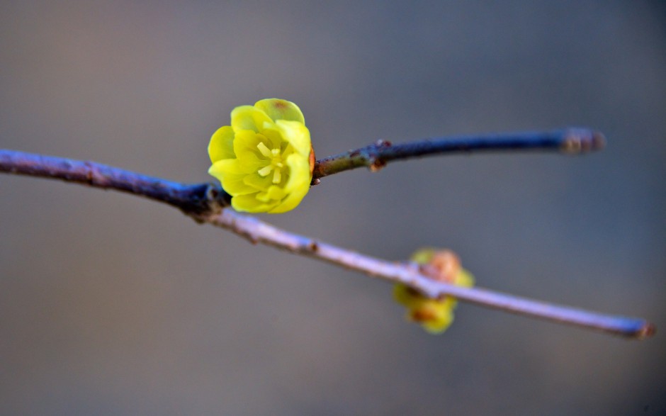 冬日腊梅花浪漫绽放枝头精致壁纸