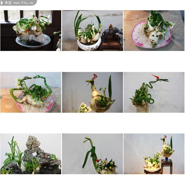 充满艺术感的水仙花图片