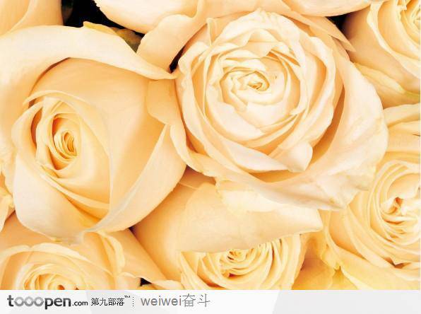 黄色玫瑰花图片素材清新怡人
