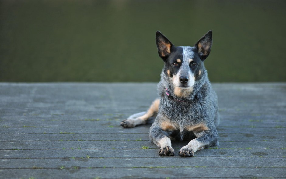 澳洲牧羊犬高清壁纸欣赏