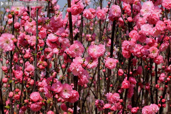 春天盛放的浪漫樱花图片