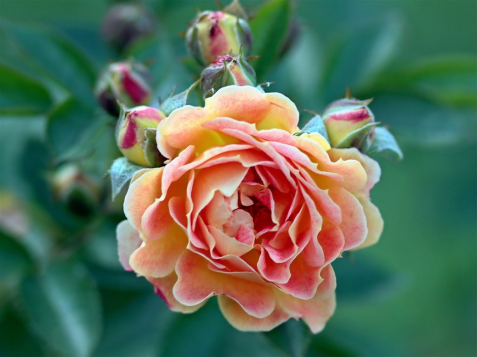 彩色玫瑰春日清新绽放唯美图片