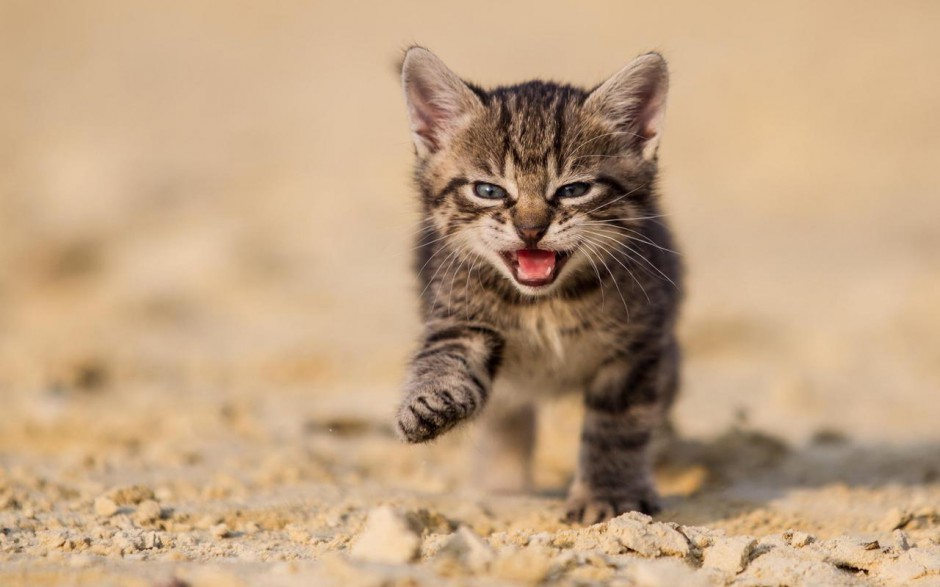 电脑桌面壁纸可爱猫咪精选