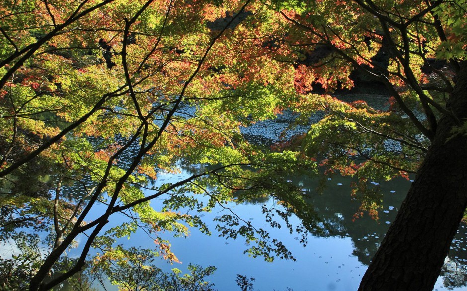 秋日浪漫枫叶林清新唯美风景图