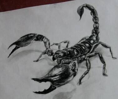 蝎子图腾纹身图案帅气手稿