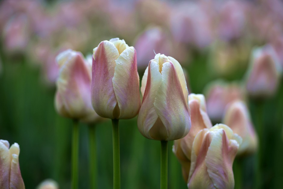 多彩郁金香高清花卉壁纸