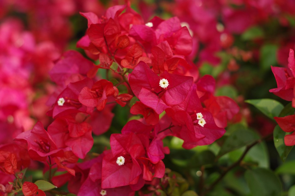 三角梅繁花似锦图片素材