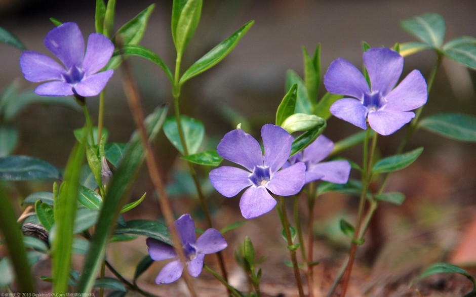 粉嫩长春花浪漫风格高清壁纸