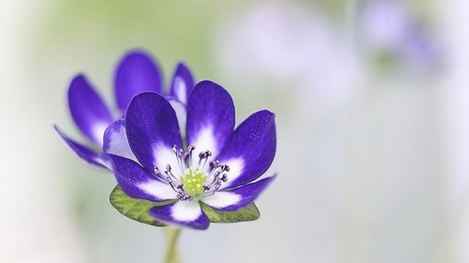 雪割草唯美粉嫩田园春日风景
