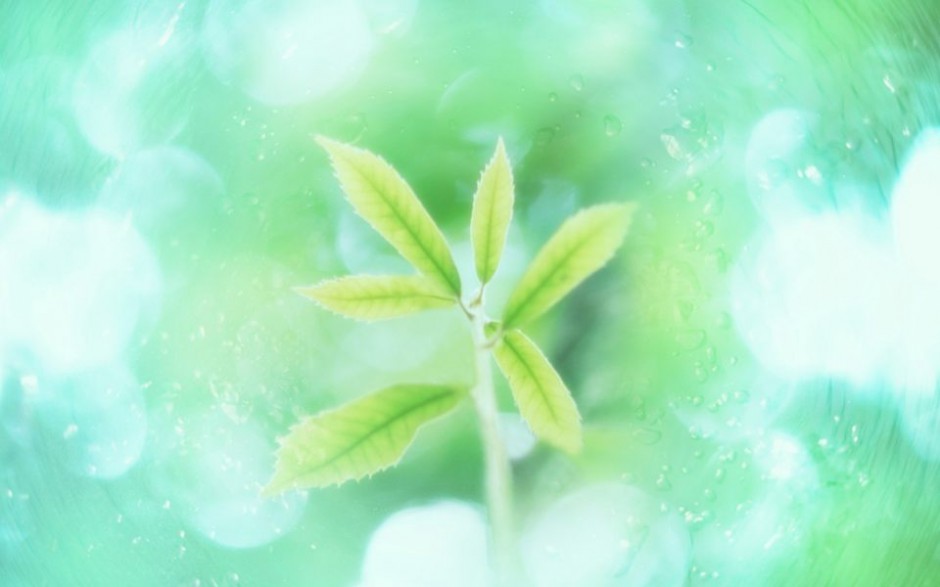 三叶草小清新植物锁屏壁纸