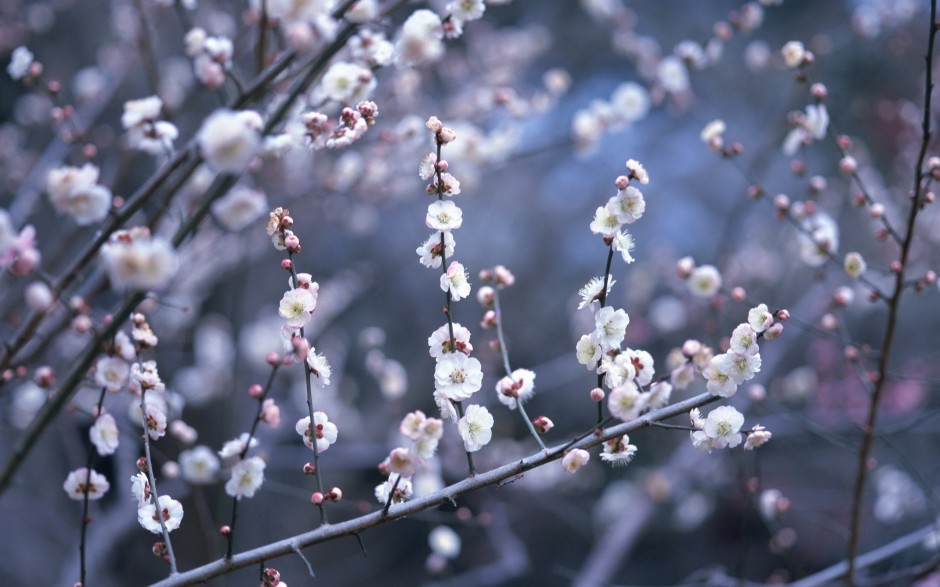 三月梅花清新艳丽绽放枝头