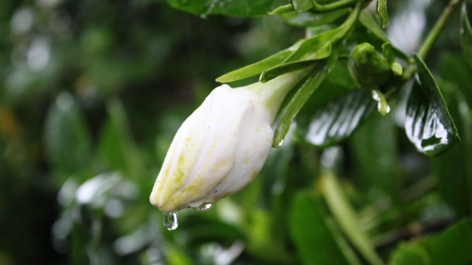 纯白栀子花浪漫花语壁纸