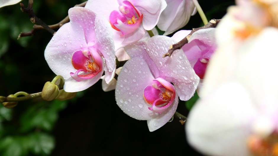 梦幻四季花海清新唯美风景壁纸