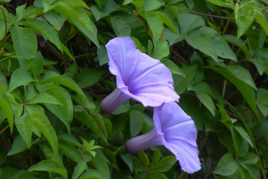 紫色牵牛花浪漫春日风景壁纸