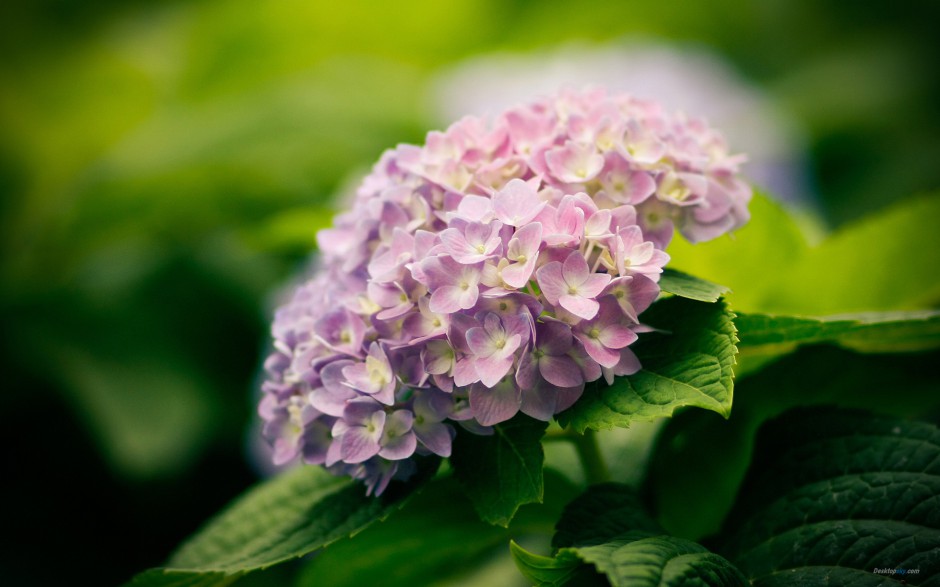 清雅绣球花简约花卉风景高清壁纸