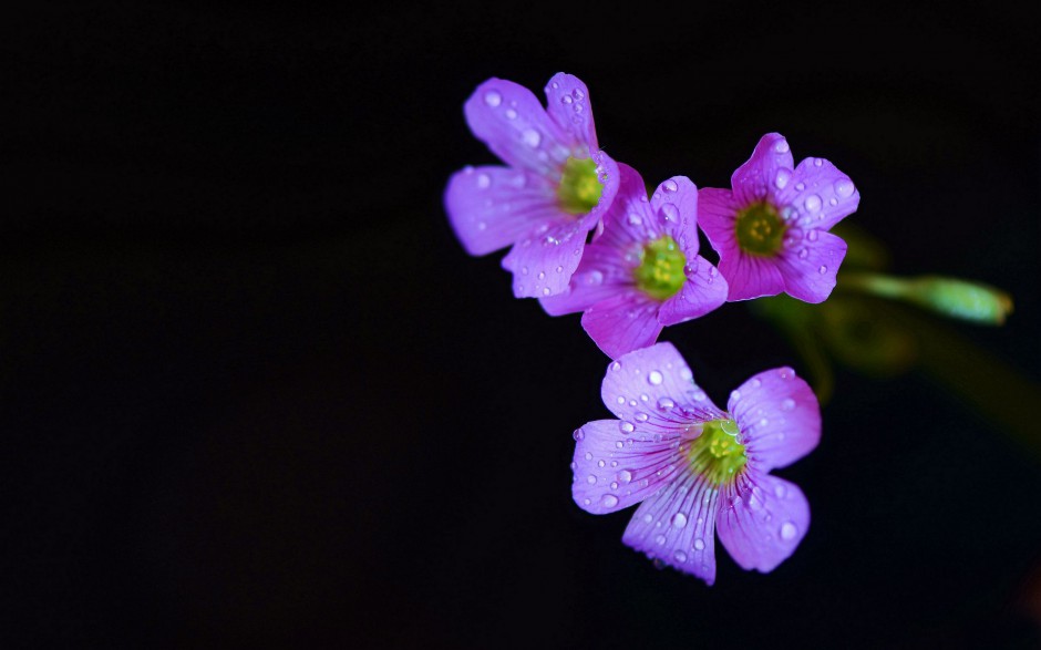 雨后清新酢浆草花高清图片