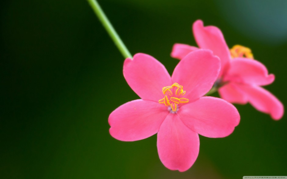 桌面壁纸 唯美花卉植物特写