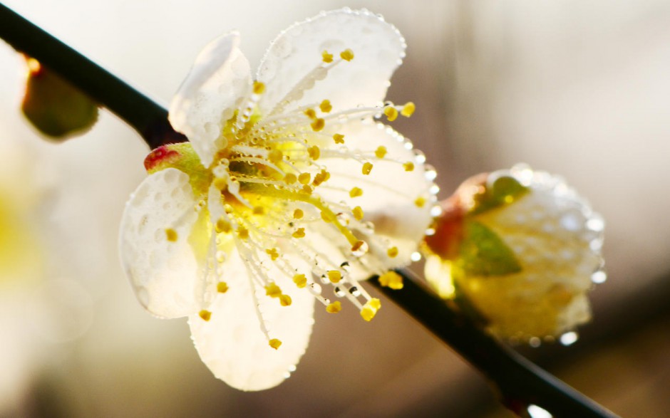 搜狗桌面壁纸鲜花梅花