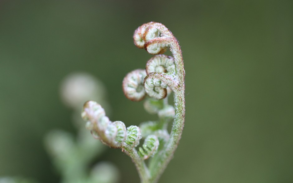 植物浪漫唯美清新风景高清图片壁纸