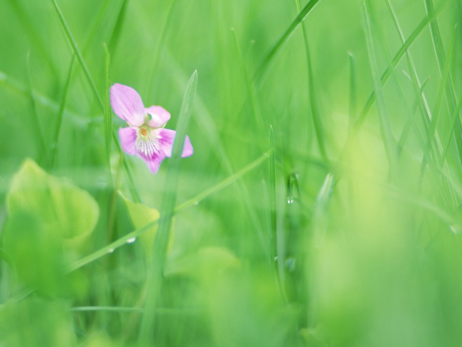 高清朦胧梦幻花卉梦桌面壁纸