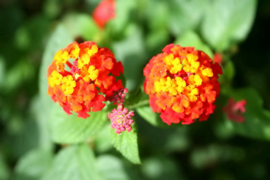 五色梅花娇艳绽放唯美风景美图