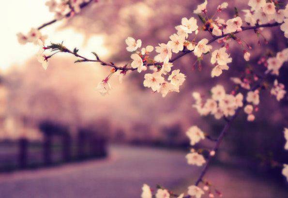 韩国浪漫唯美樱花图片素材