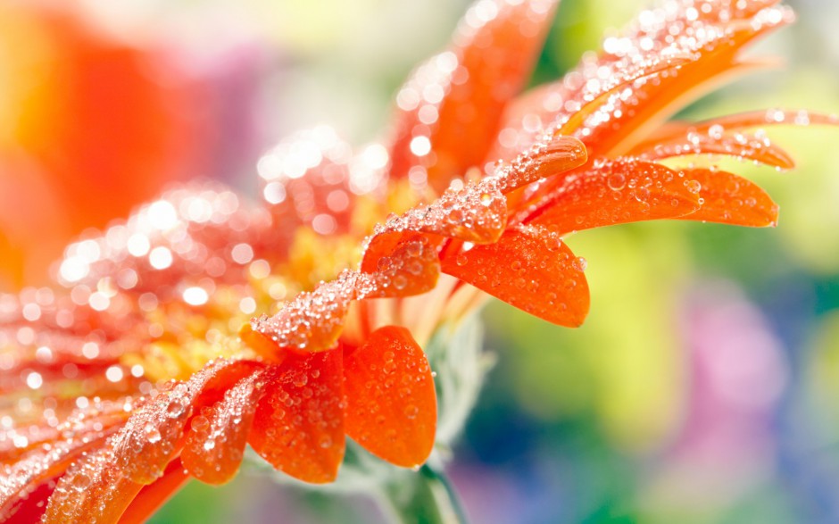 非洲菊清新唯美花卉风景图