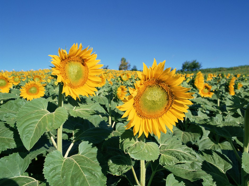 浪漫唯美向日葵花海清新风景美图集
