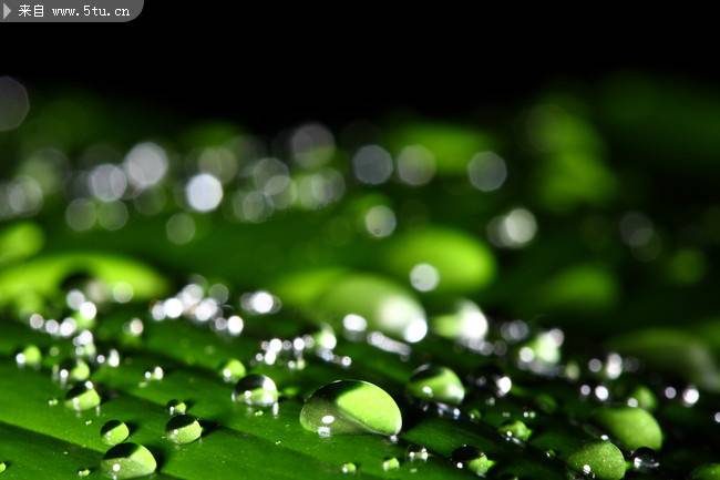 绿色春雨植物图片特写