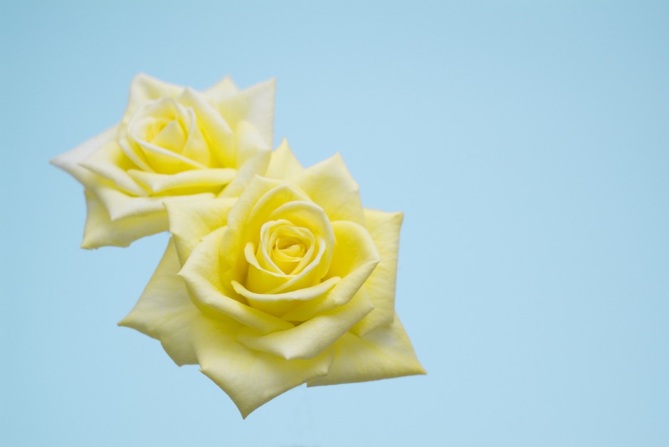 清新粉色玫瑰浪漫自然风景写真