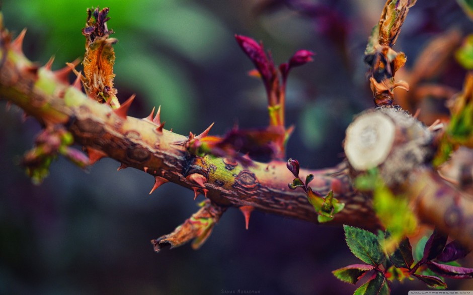 宽屏植物特写壁纸欣赏