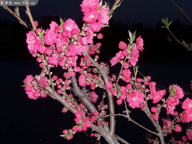 夜间绽放的艳丽桃花图片