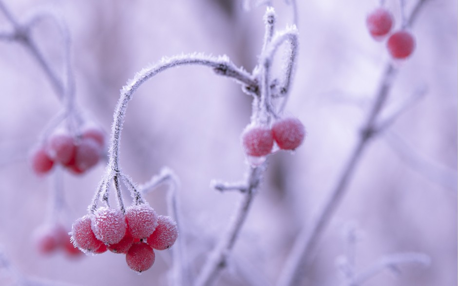 温暖冬日雪地霜果子甜美俏挂枝头