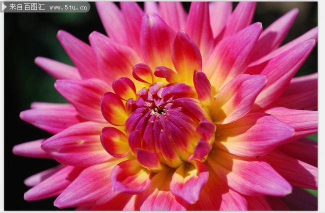 美不胜收的粉红菊花图片