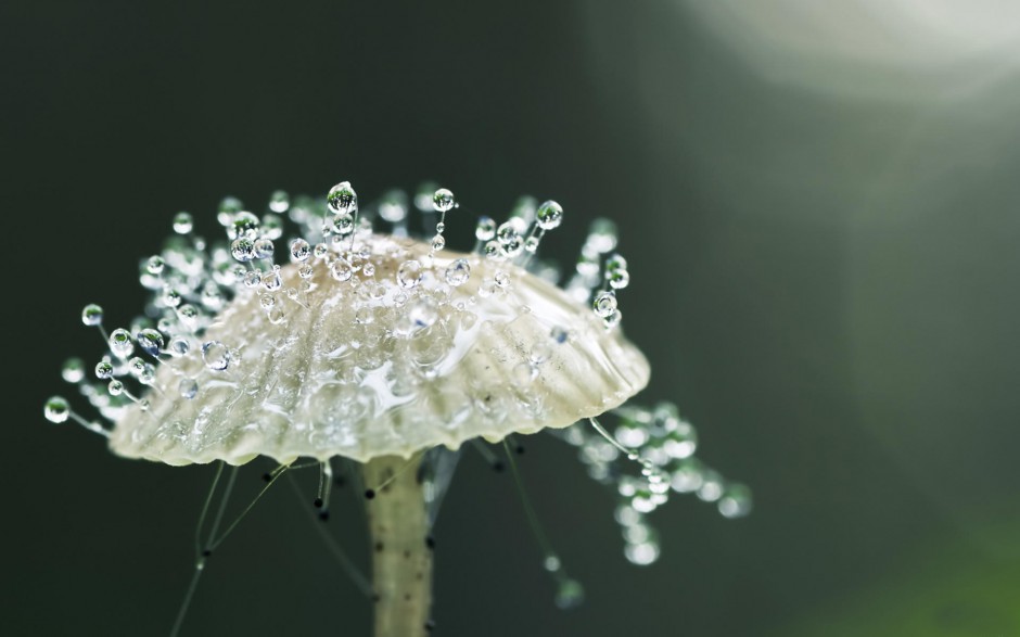 清晨雨后浪漫花卉水珠梦幻美景