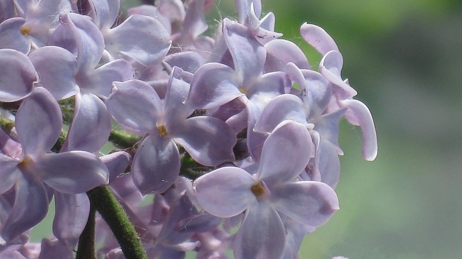 丁香花唯美小清新高清壁纸欣赏