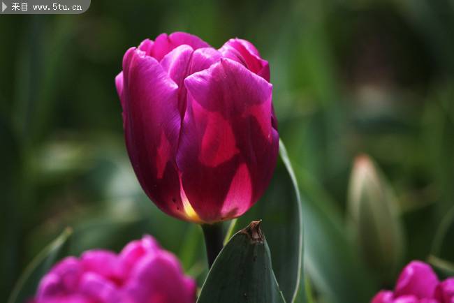 美丽郁金香鲜花摄影图片