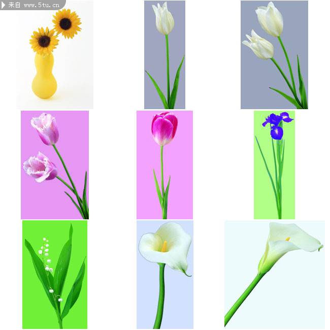 浪漫情人节唯美鲜花图片大全