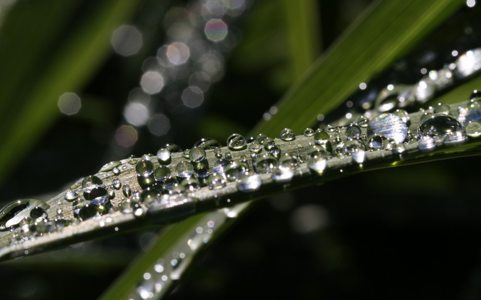 清新雨露浪漫风景个性高清电脑壁纸