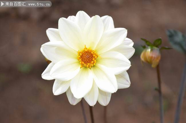 唯美素雅白色大花的植物图片