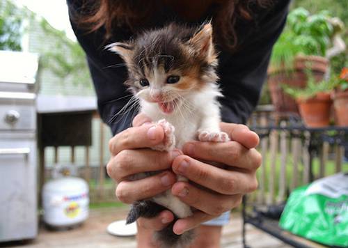 傲娇的喵星人可爱猫咪萌图片大全