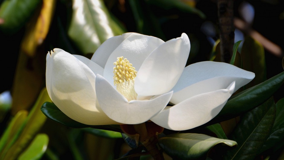 漂亮的白色花朵唯美背景图片
