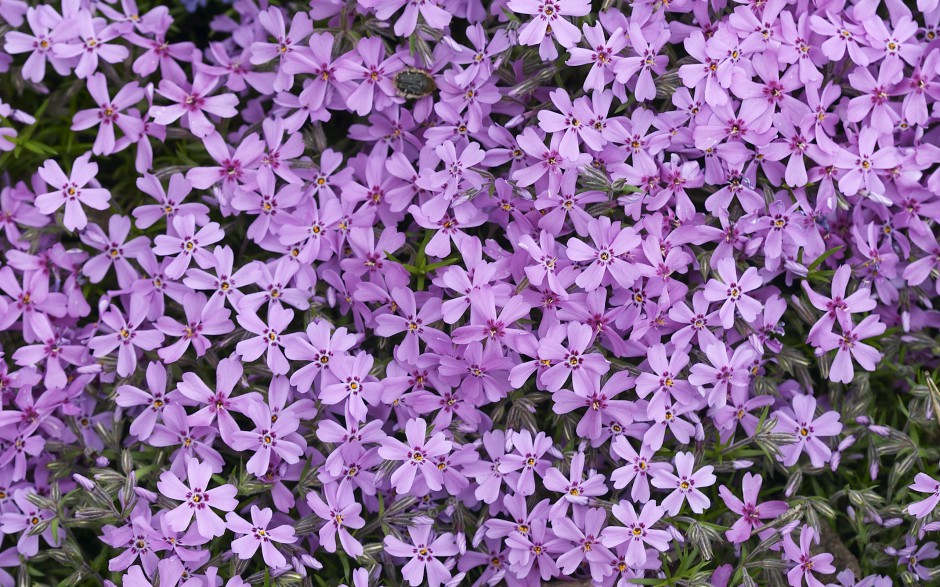 百花争艳鲜花特写高清精选壁纸