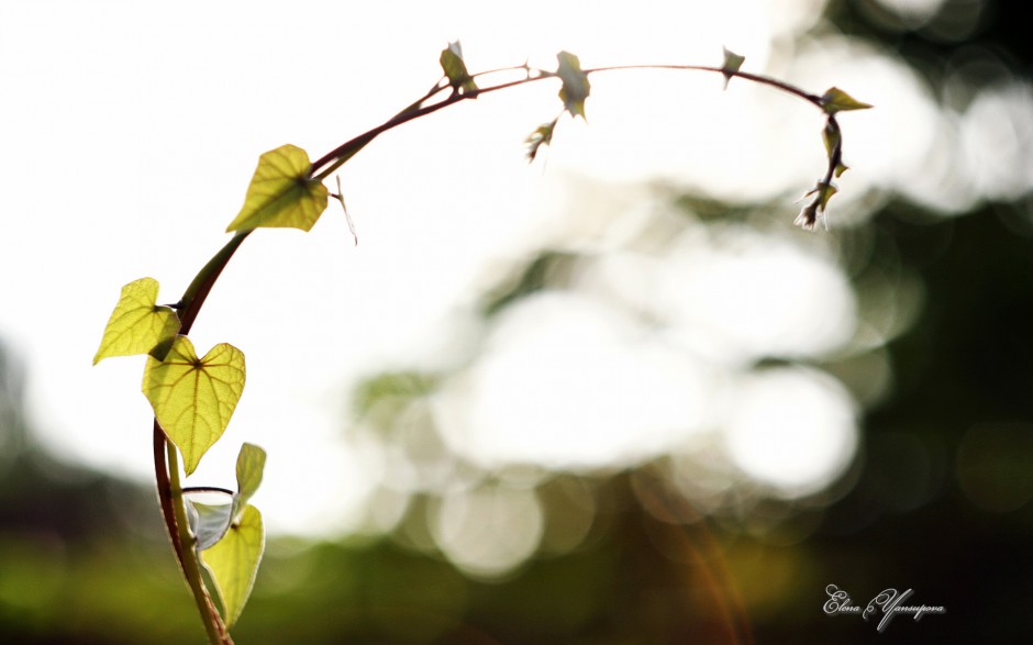 素雅清新花卉梦幻唯美绽放风景美图
