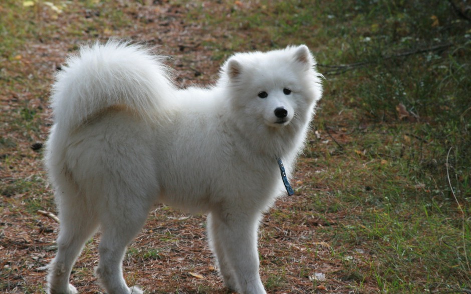 高清大图壁纸萨摩耶犬