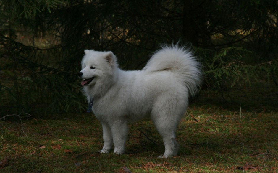 高清大图壁纸萨摩耶犬