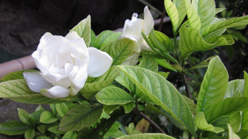纯白栀子花浪漫花语壁纸